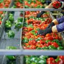 SGS - Live Webinar: Food Safety Culture for the Front Lines - April 10, 2018
