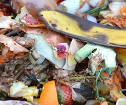 Strategies to Reduce Food Loss and Waste